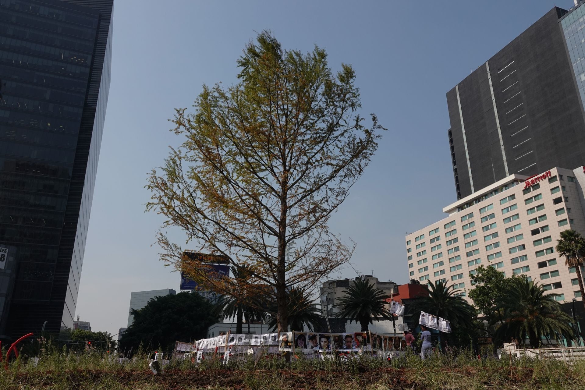 Ahuehuete de Reforma