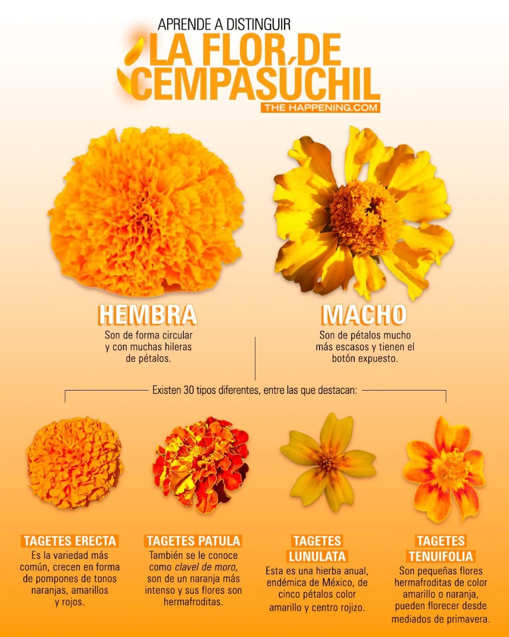 Infografía sobre el cempasúchil para Día de Muertos