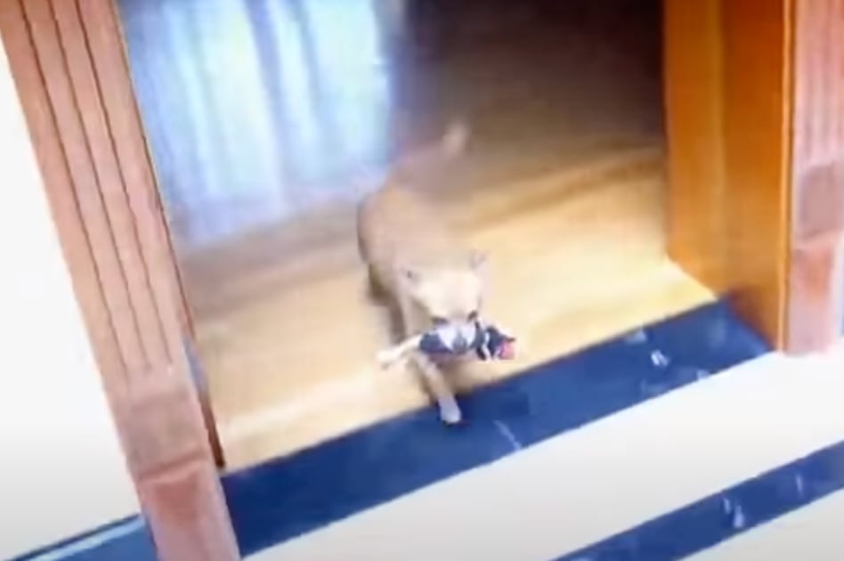 El perro de Florinda Meza con un peluche de Quico