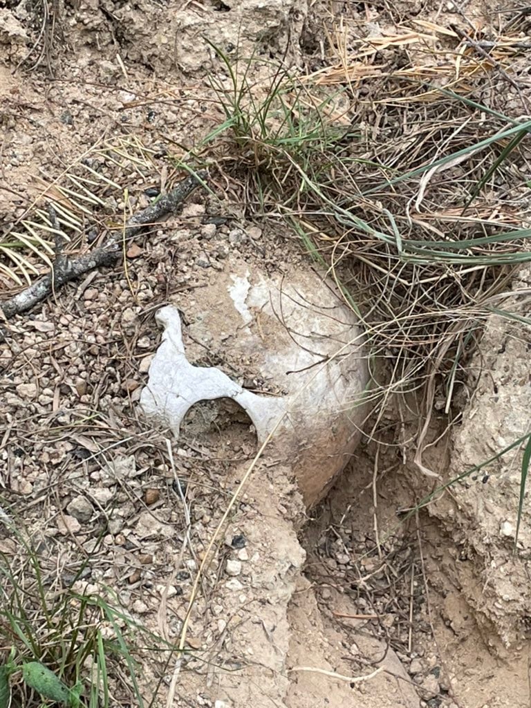 encuentran cráneo humano en "Las Calicheras", Tamaulipas/internet