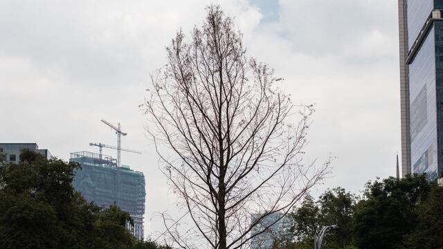 El ahuehuete de Paseo de la Reforma