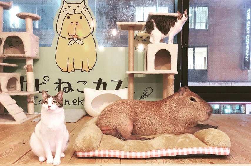 Cafetería de Tokio llena de capibaras y gatos