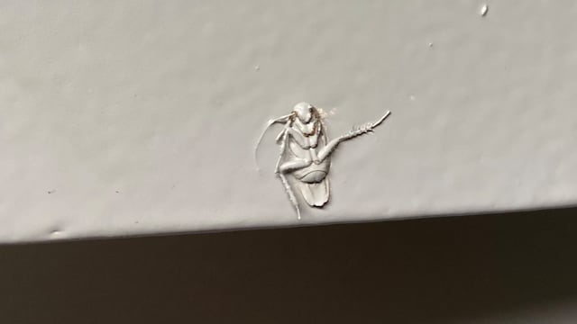 Cucaracha en la pared