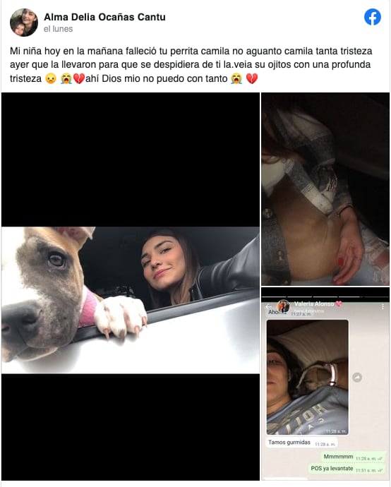 Perrita muere de tristeza al no soportar la pérdida de su dueña