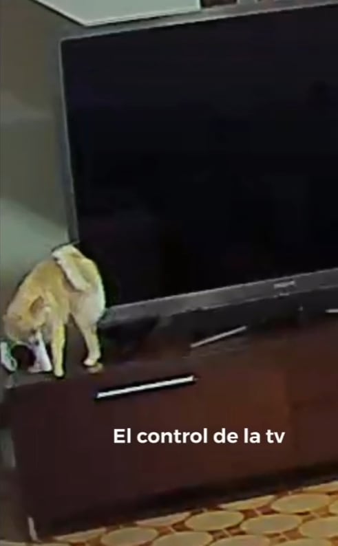Perrita agarrando el control de la televisión para prenderla