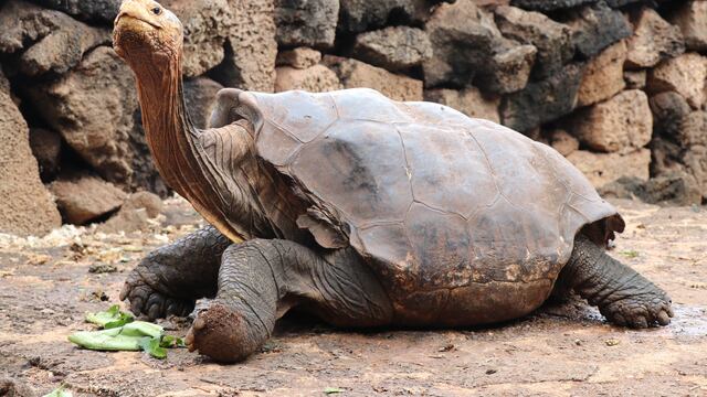 Diego la tortuga ayudó a salvar a su especie de la extinción