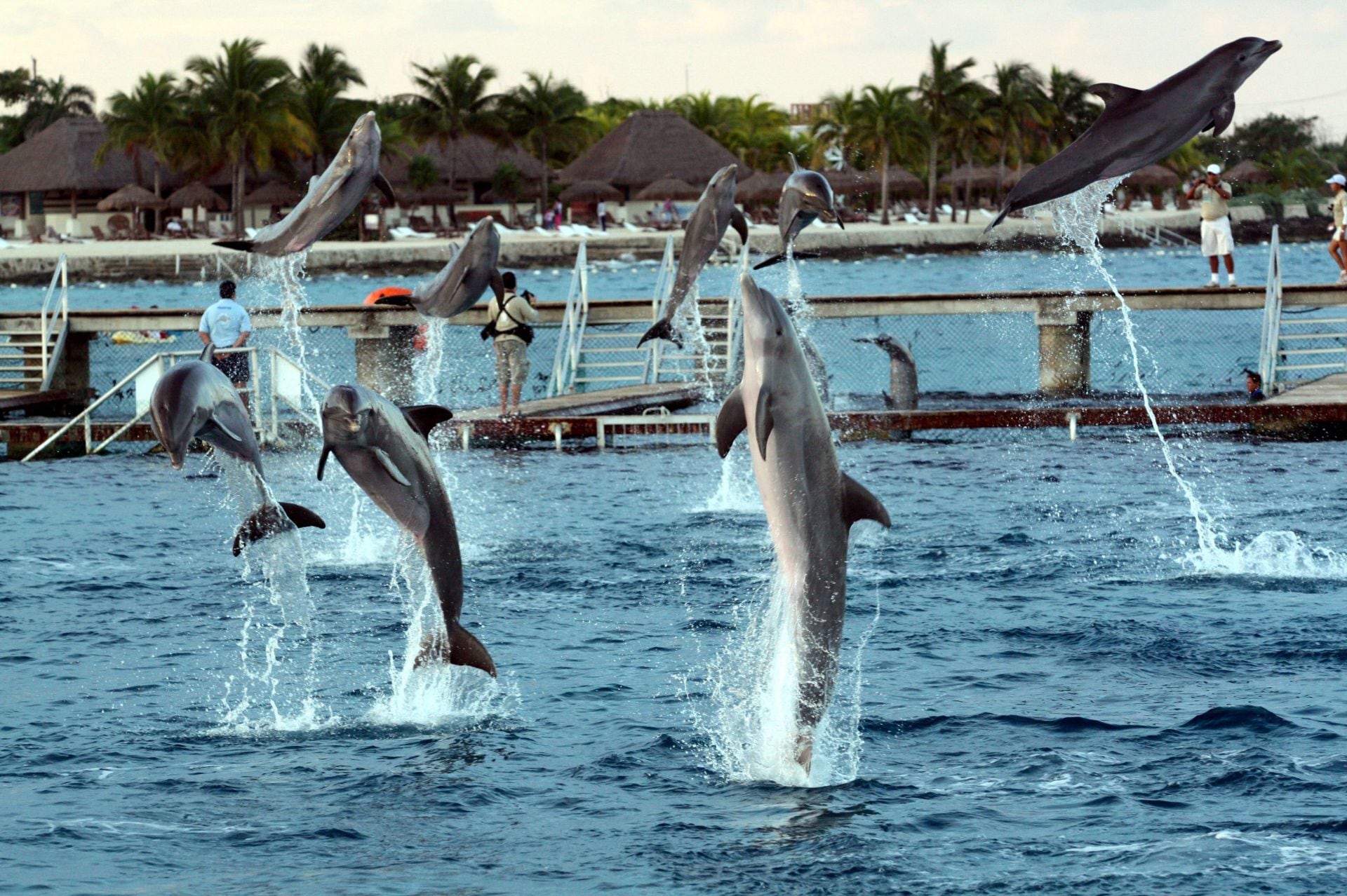 Delfines del Dolphin Discovery.