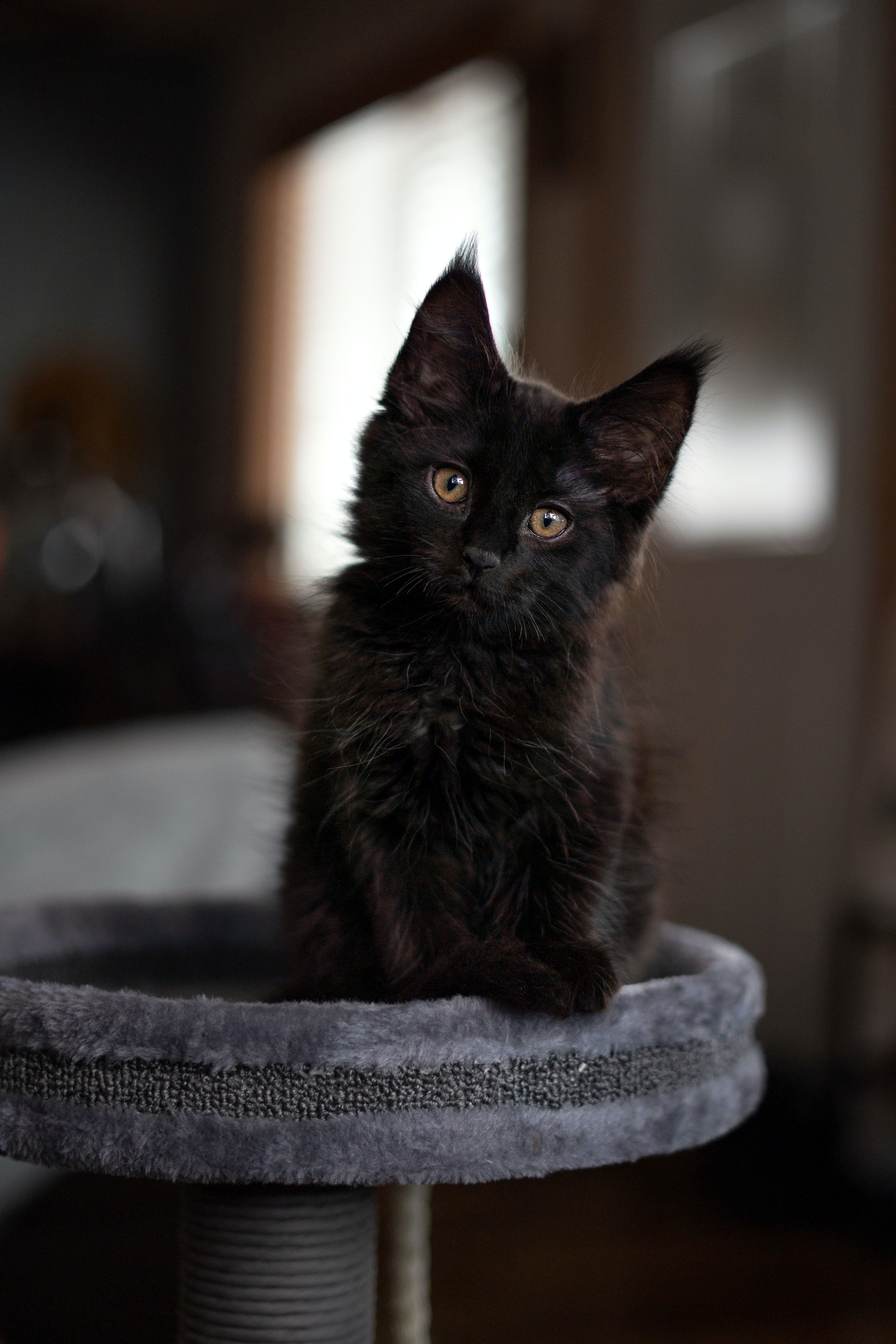 Gato negro