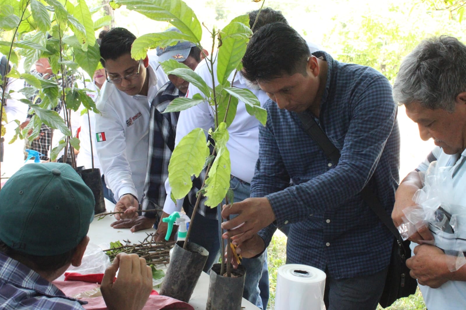 Secretaría de Bienestar capacita a productoras y productores de Sembrando Vida en Macuspana.