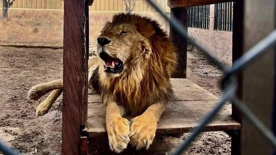 ¿Qué pasó en el zoológico de Altamira, Tamaulipas? Esto es lo que sabemos