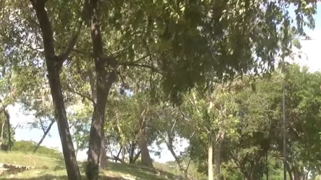 ONU incluye a Mérida en lista de las ciudades con más árboles en todo el mundo