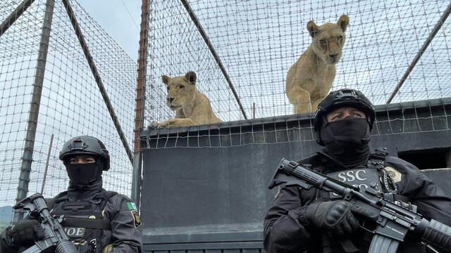 Black Jaguar-White Tiger