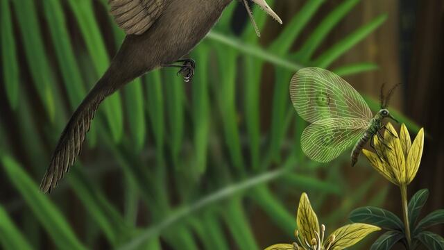 Oculudentavis khaungraae