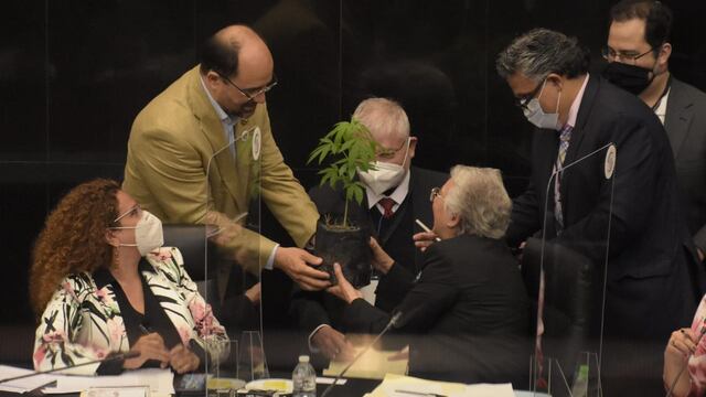 Regalan mariguana a Sánchez Cordero