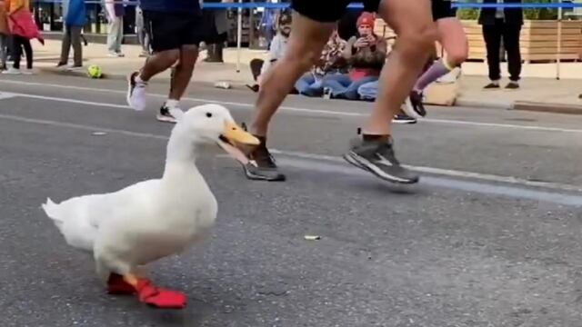 Wrinkle, el pato