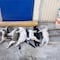 UAS Mazatlán: Envenenamiento masivo de gatos en la Universidad Autónoma de Sinaloa genera indignación