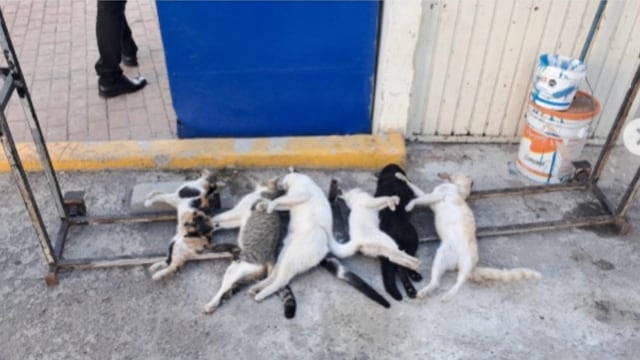 UAS Mazatlán: Envenenamiento masivo de gatos en la Universidad Autónoma de Sinaloa genera indignación