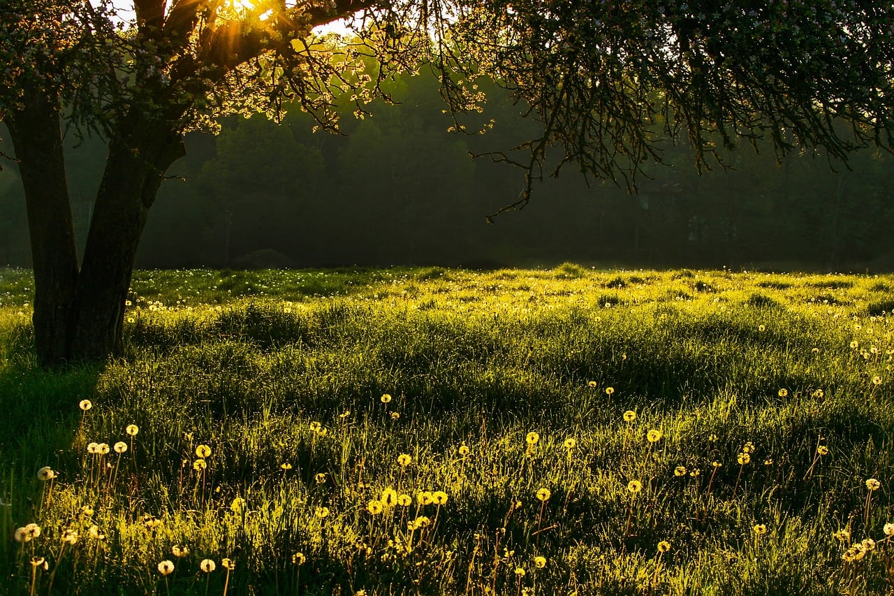 Primavera
