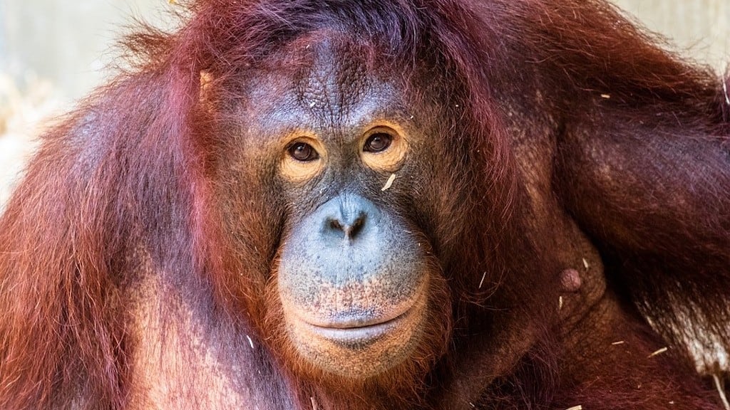 Orangután.