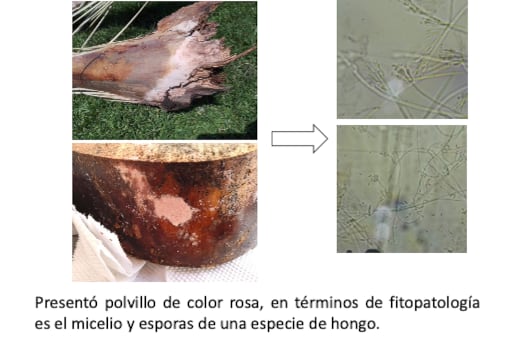 Enfermedad de las palmeras