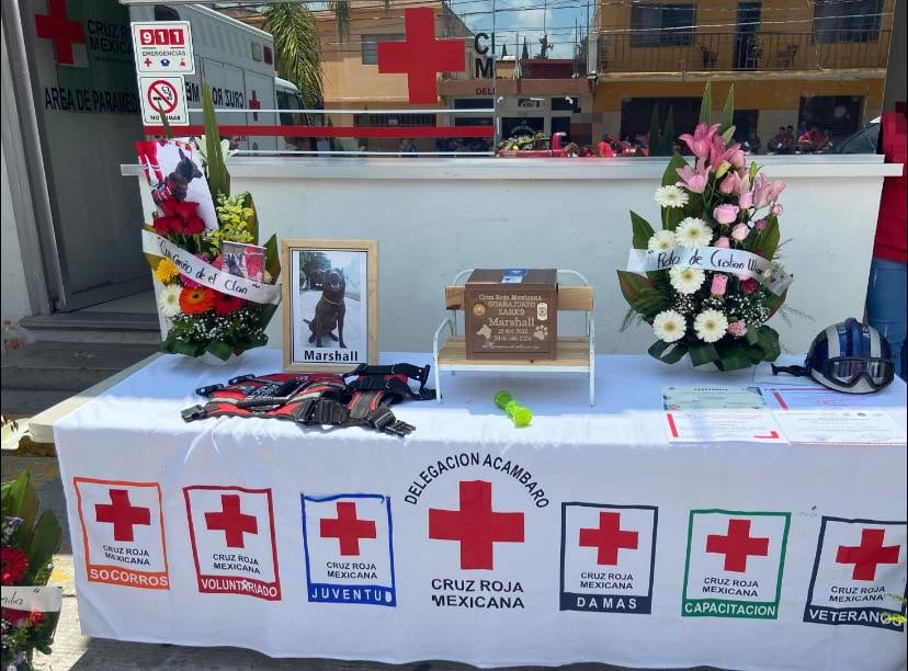 Marshall, perro rescatista mexicano, murió a los 7 años por falla renal