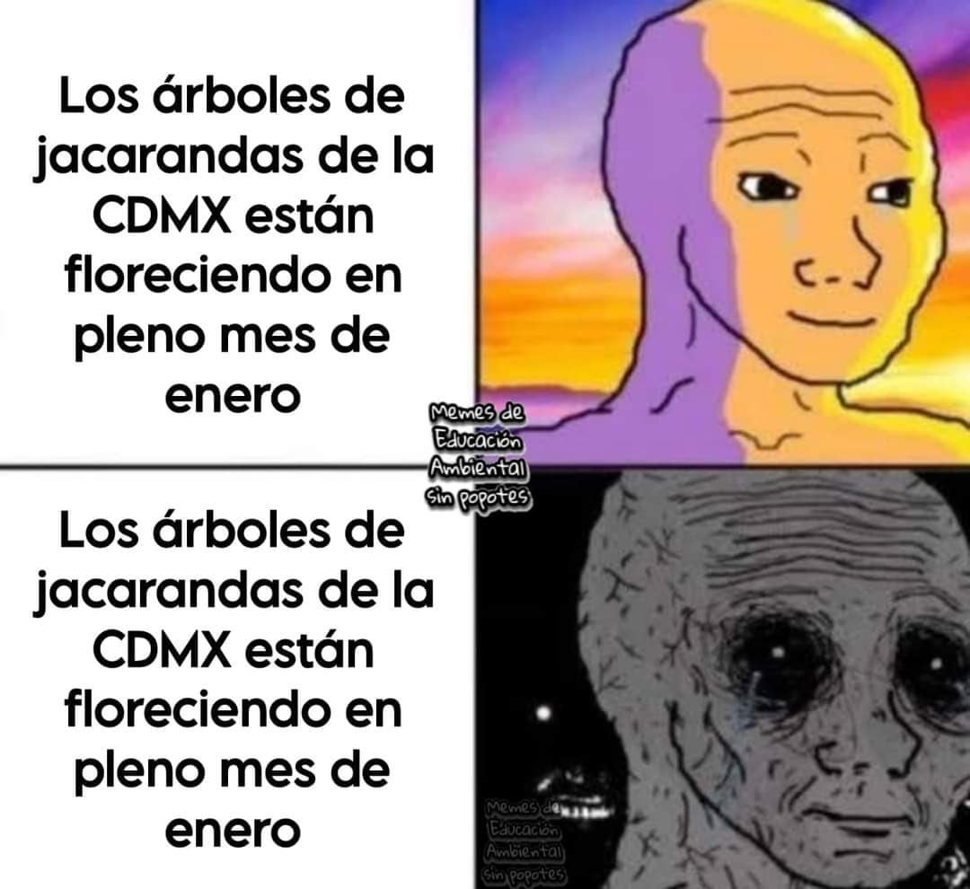 Memes de jacarandas floreciendo en enero