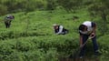 Reforestar: agua, vida y futuro