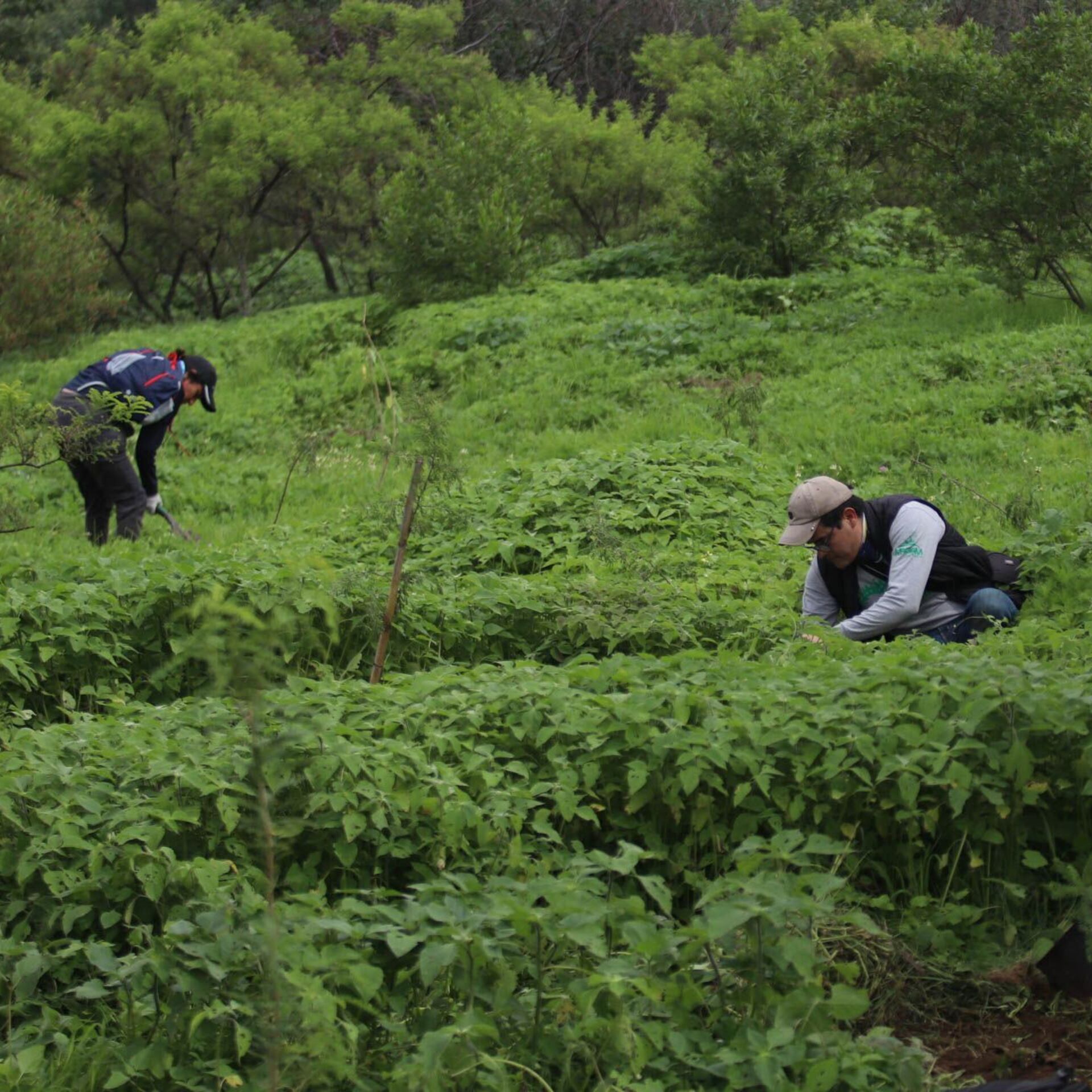 Reforestar: agua, vida y futuro