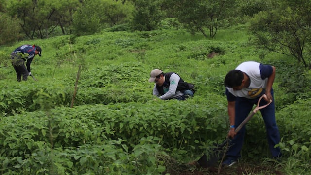 Voluntarios plantando árboles