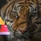 Tigre se escapa del zoológico en Xicotepec, Puebla tras fuertes lluvias