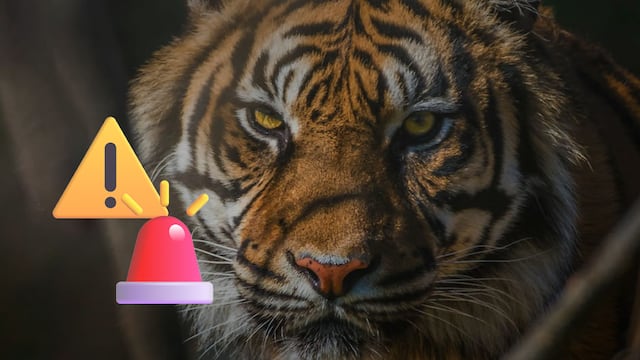 Tigre se escapa del zoológico en Xicotepec, Puebla tras fuertes lluvias