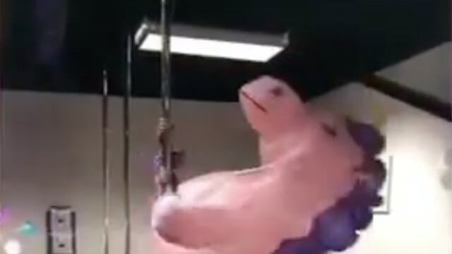 Unicornio teibolero