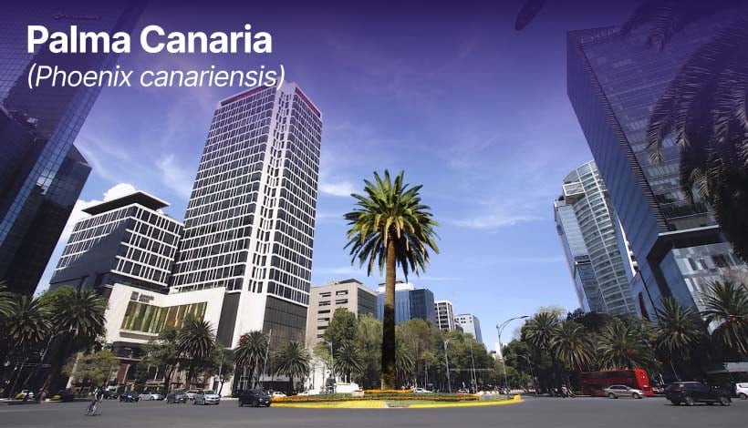 Palma Canaria en Paseo de la Reforma