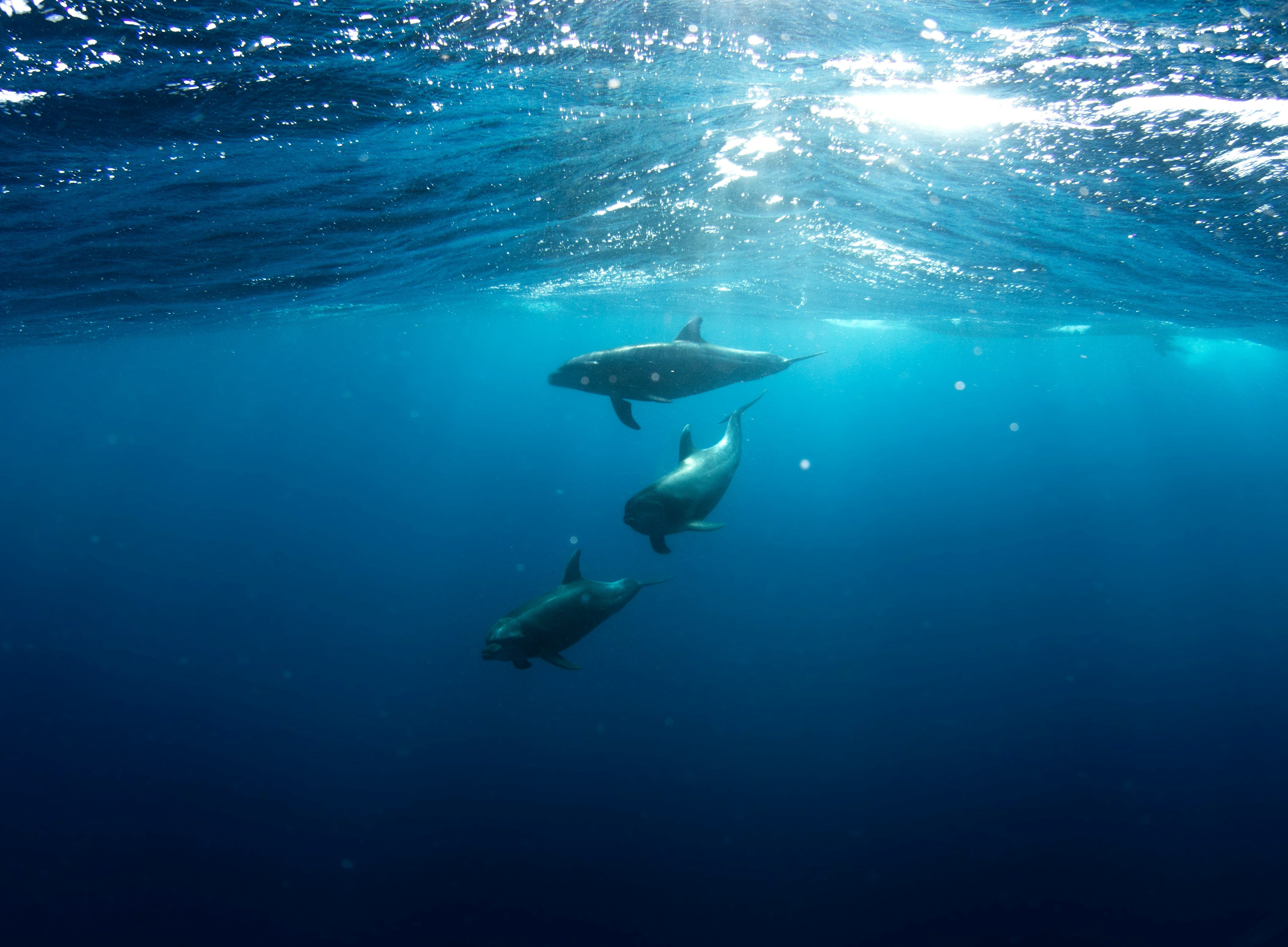 Este 23 de julio se celebra el Día Mundial de las Ballenas y Delfines