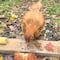 VIDEO: Una gallina caníbal sorprende a TikTok; prefiere un pollo KFC a un pan