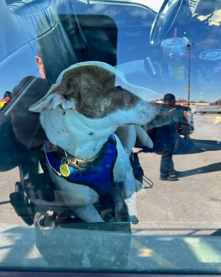 Perro choca camioneta