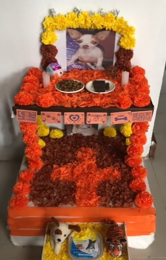 Perrito disfrazado  espera a lomitos difuntos en la ofrenda