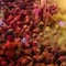 ¿Ya buscaste Holi en Google? El doodle te deja lanzar pintura de colores a la pantalla