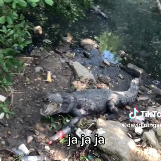 Cocodrilo en laguna de Tampico