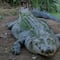 Indonesia: Cocodrilo gigante se traga a niño de 8 años