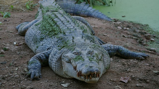 Un cocodrilo devoró a un hombre quien rompió la cuarentena