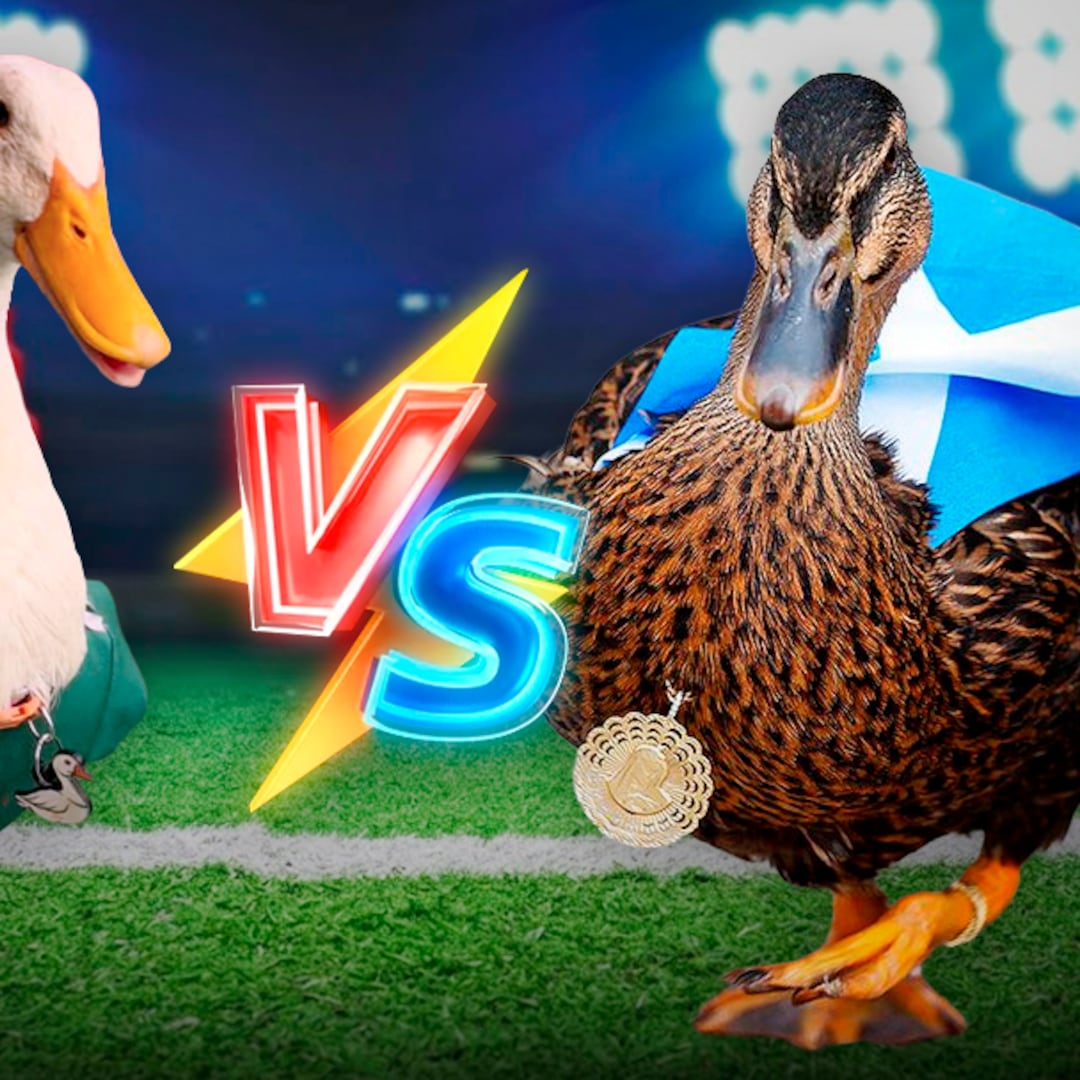 Merlín ya tiene rival: Escocia también se enamoró de un pato mascota