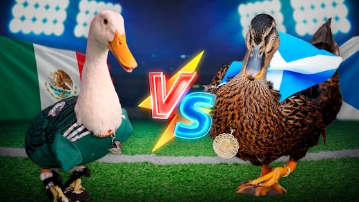 Merlín ya tiene rival: Escocia también se enamoró de un pato mascota