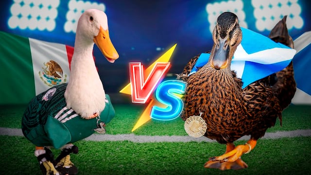 Merlín ya tiene rival: Escocia también se enamoró de un pato mascota