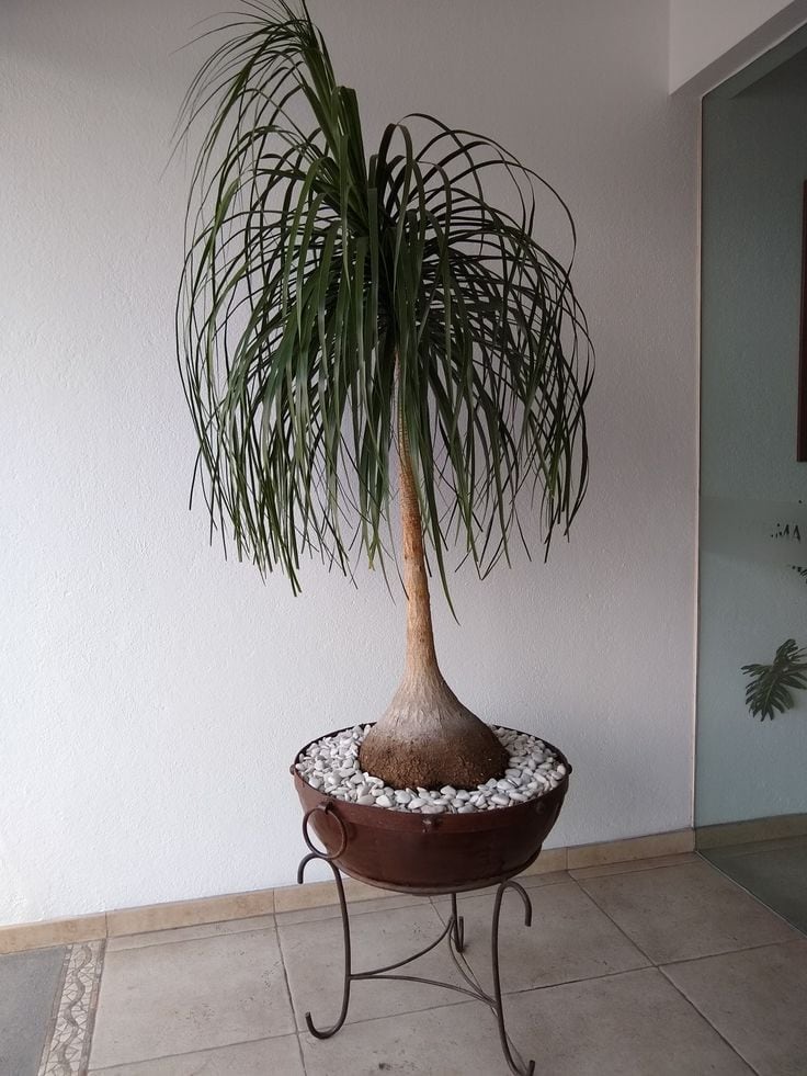 Pata de elefante, planta