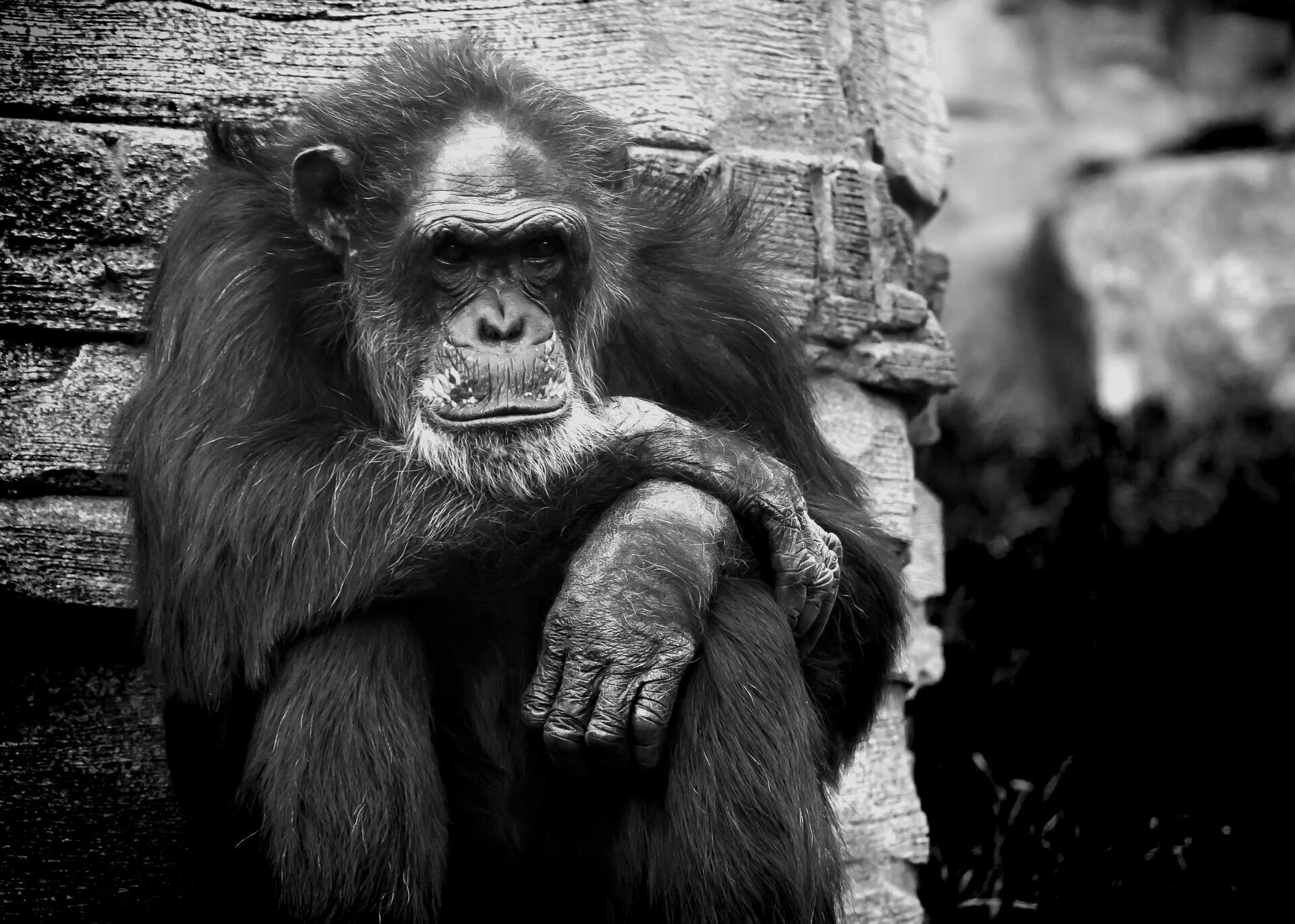 chimpancé