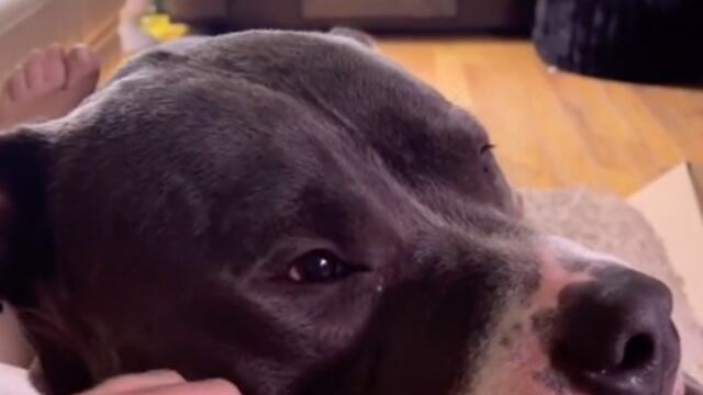 'Winton', el pitbull que ronronea