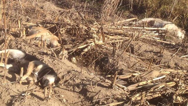 57 perros murieron al ingerir pollo con veneno.