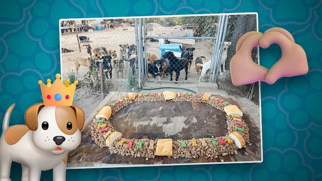 Una Rosca de Reyes para perritos de un refugio se hace viral