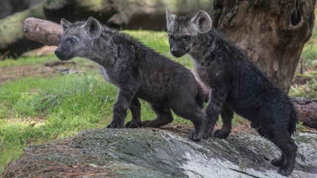 Cachorros de hienas en Zoológico de Chapultepec; expertos sugieren que recintos urbanos se sustituyan por reservas o santuarios